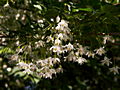 Styrax japonica IMG_6913 Styrak japoński